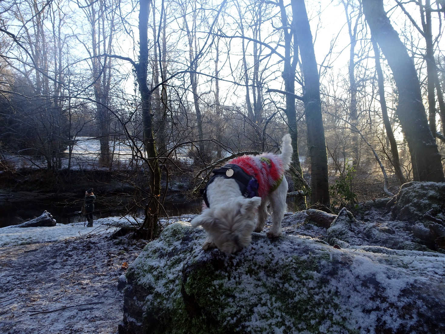 poppy the westie exploring a wintery Linn Park