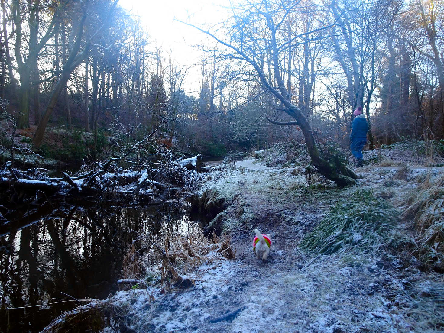 poppy the westie exploring the bank of the white cart 2021