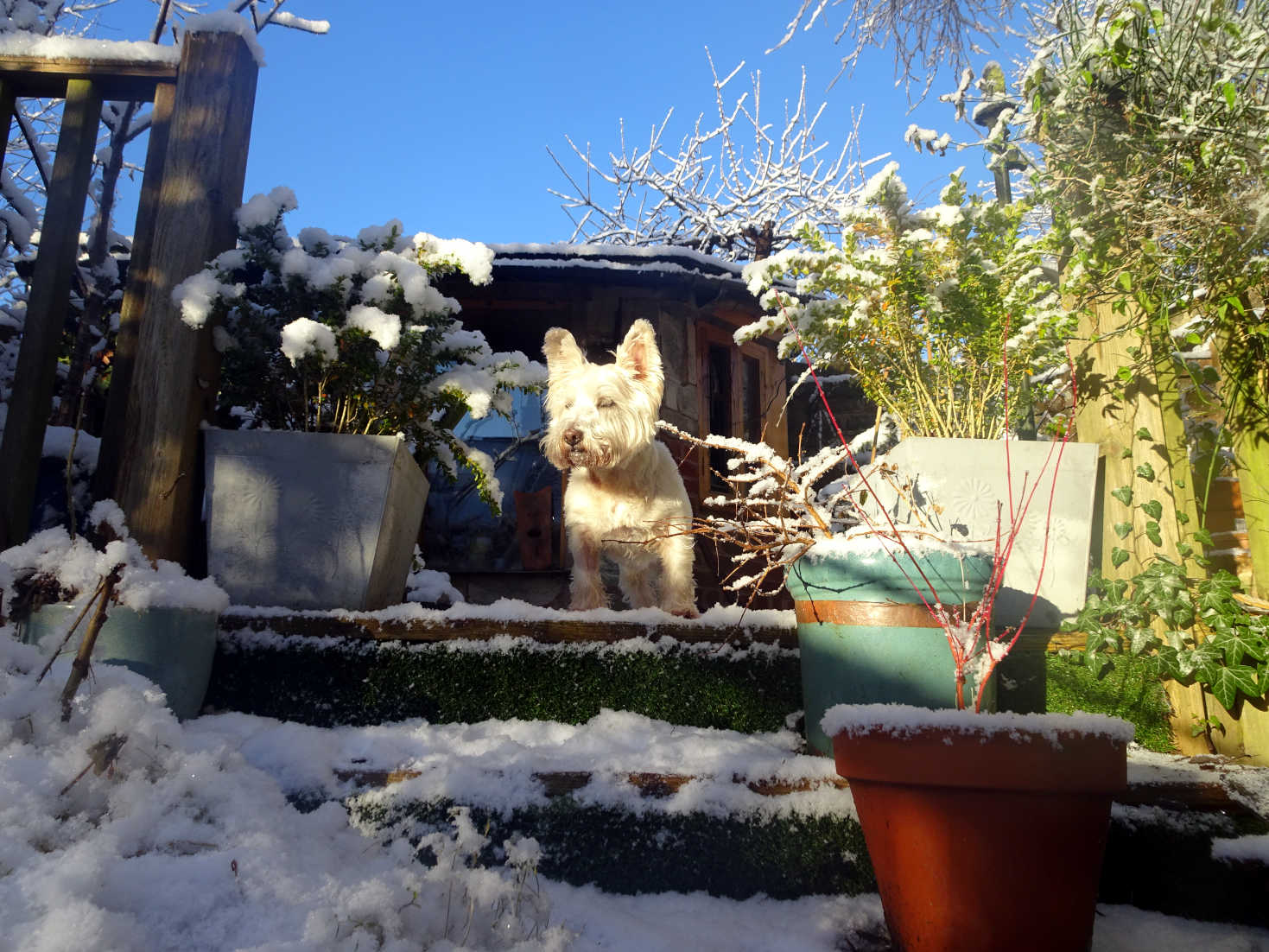 poppy the westie gaurding the shed in the snow