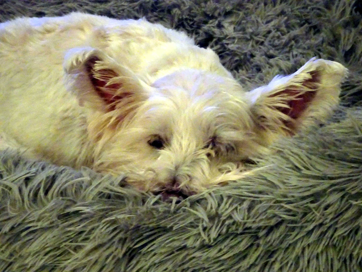 poppy the westie having a snooze after the old firm game