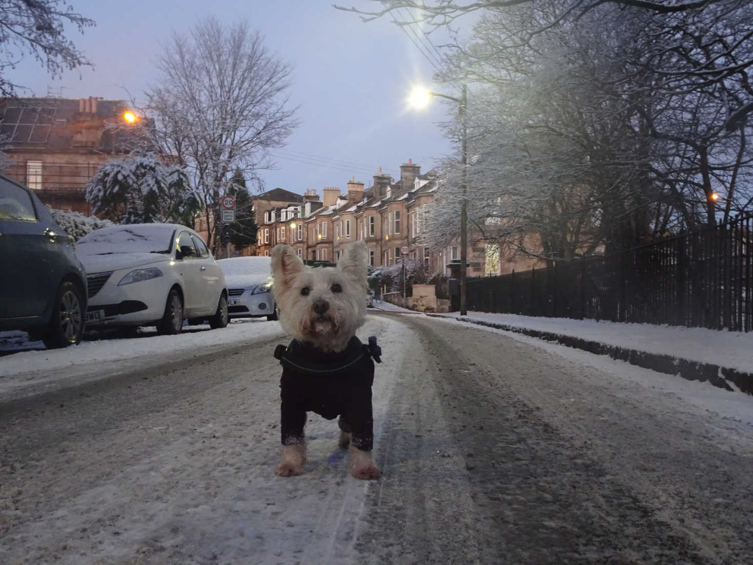 poppy the westie in a snowy cathkin road