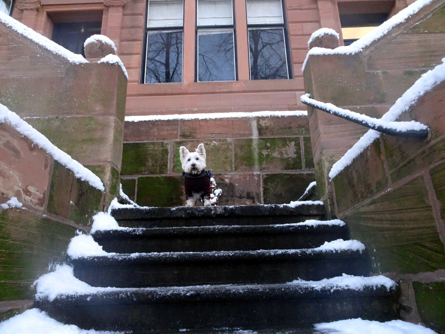 poppy the westie in camphill avenue