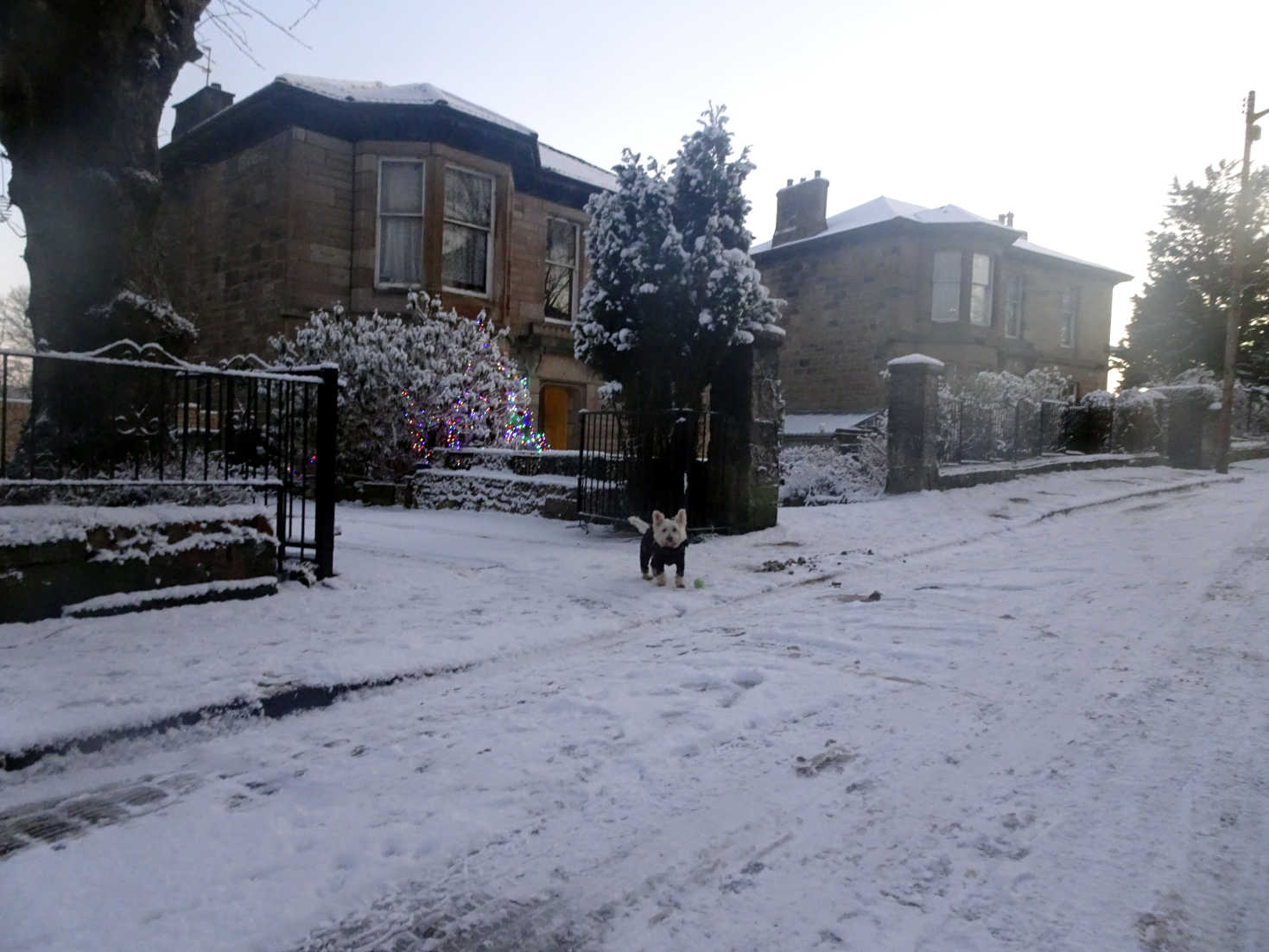 poppy the westie in cathkin road