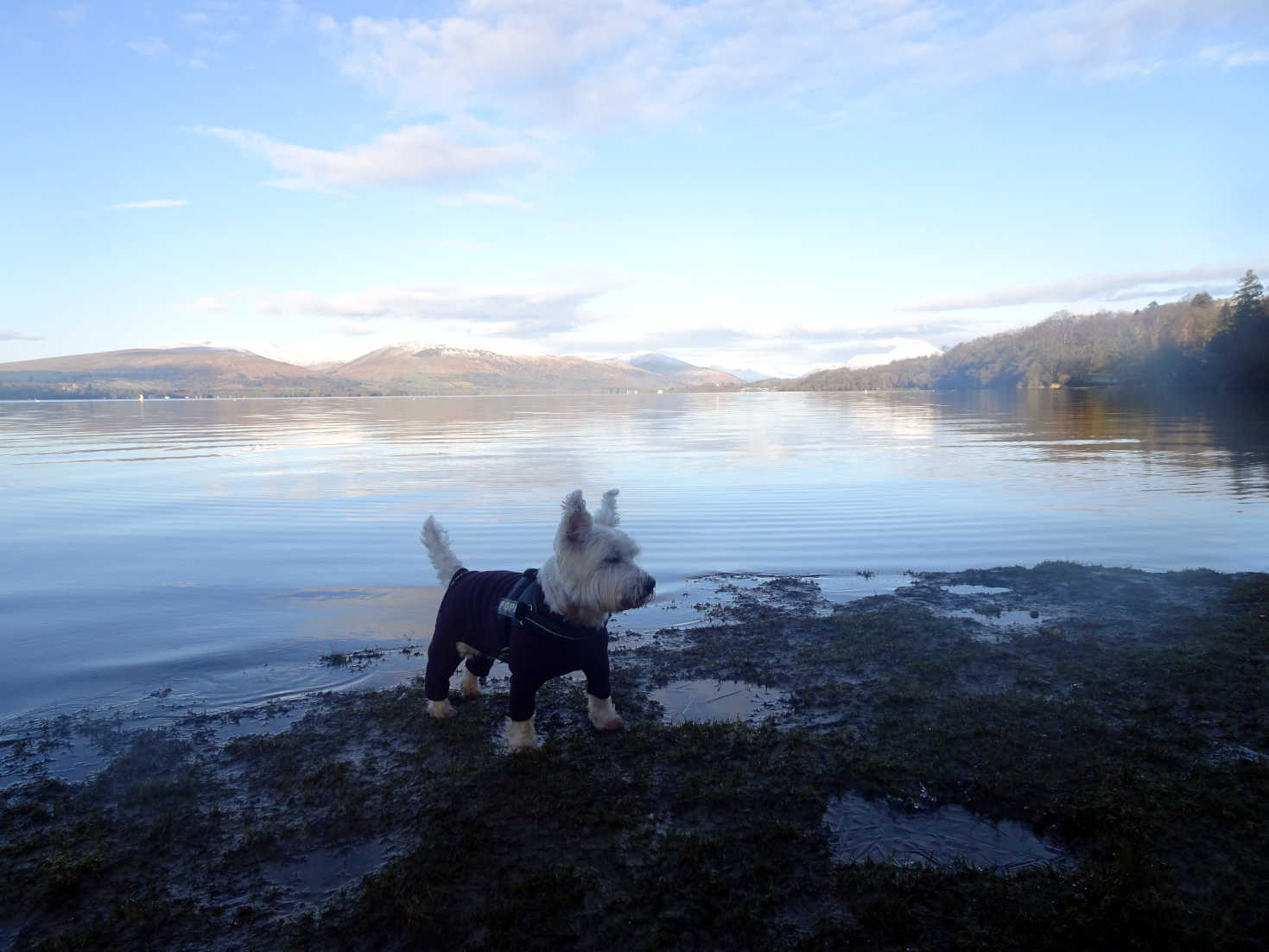 poppy the westie in loch lomond at balloch