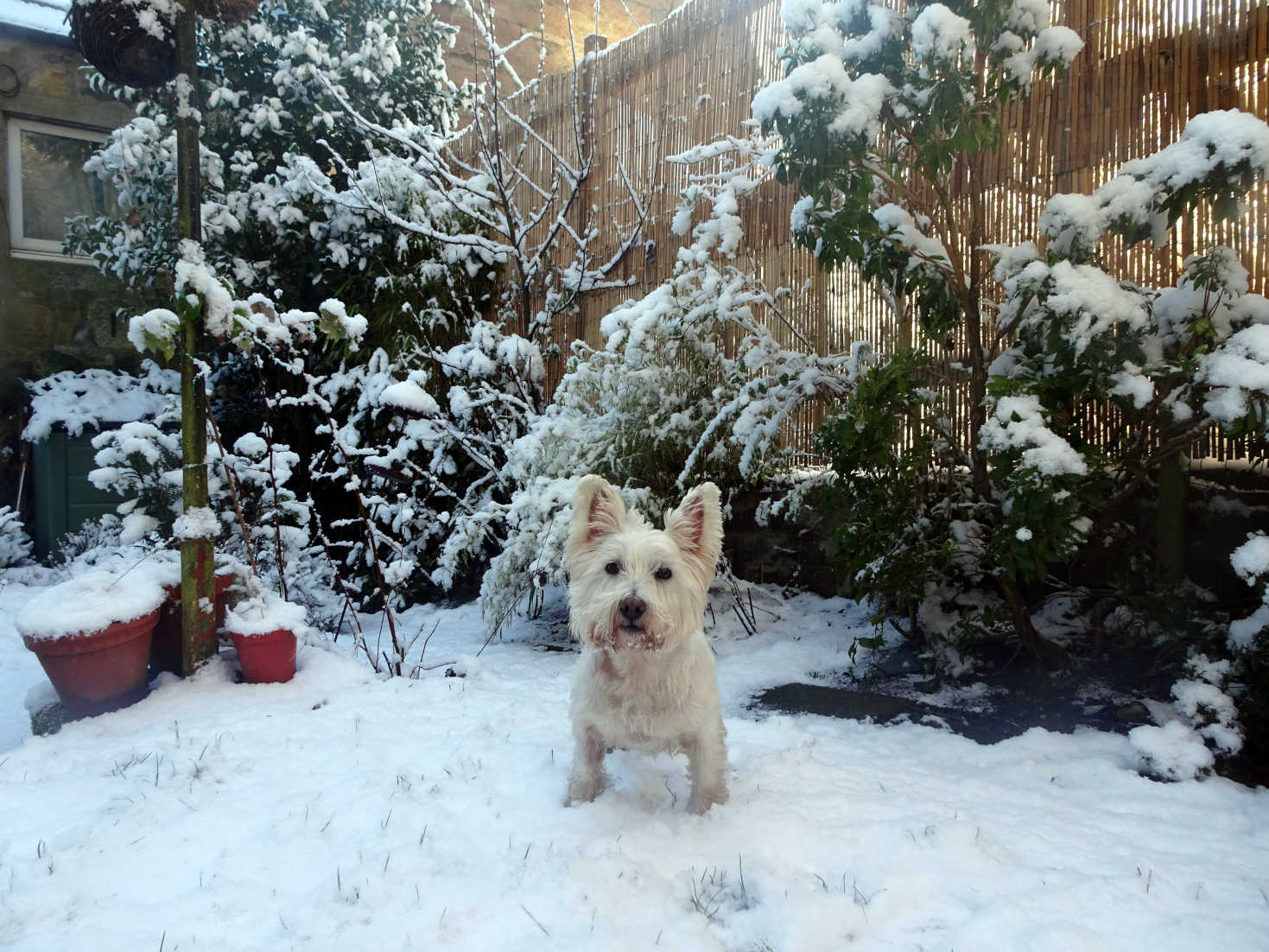 poppy the westie in snowy back garden