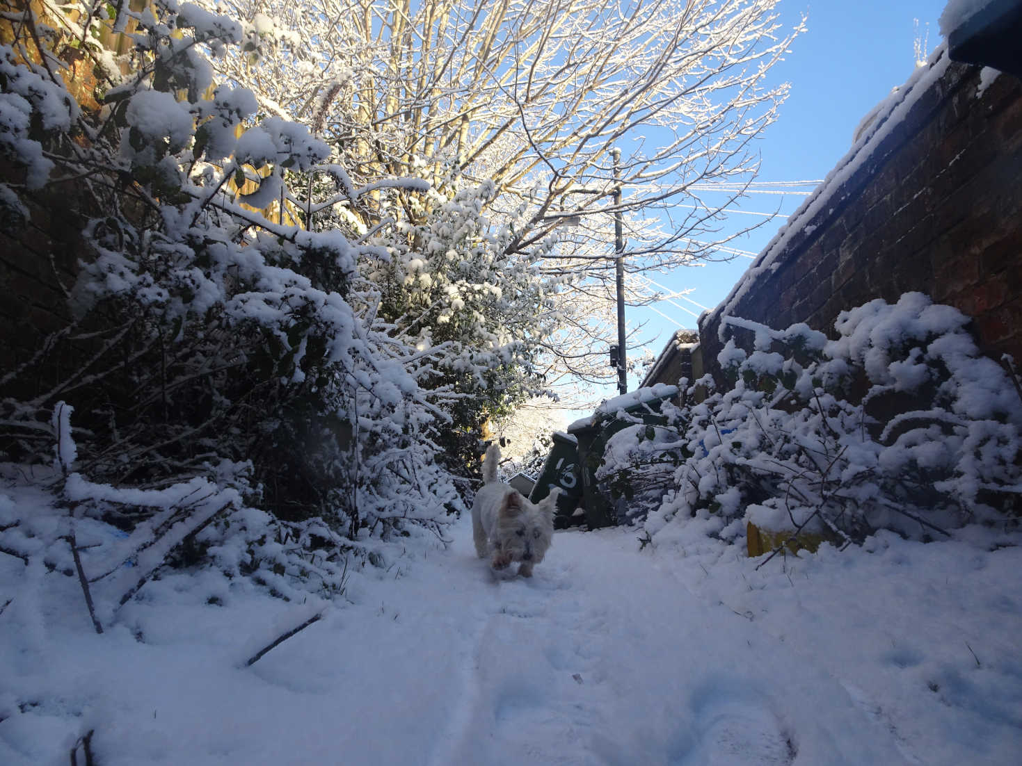 poppy the westie in snowy bin lane