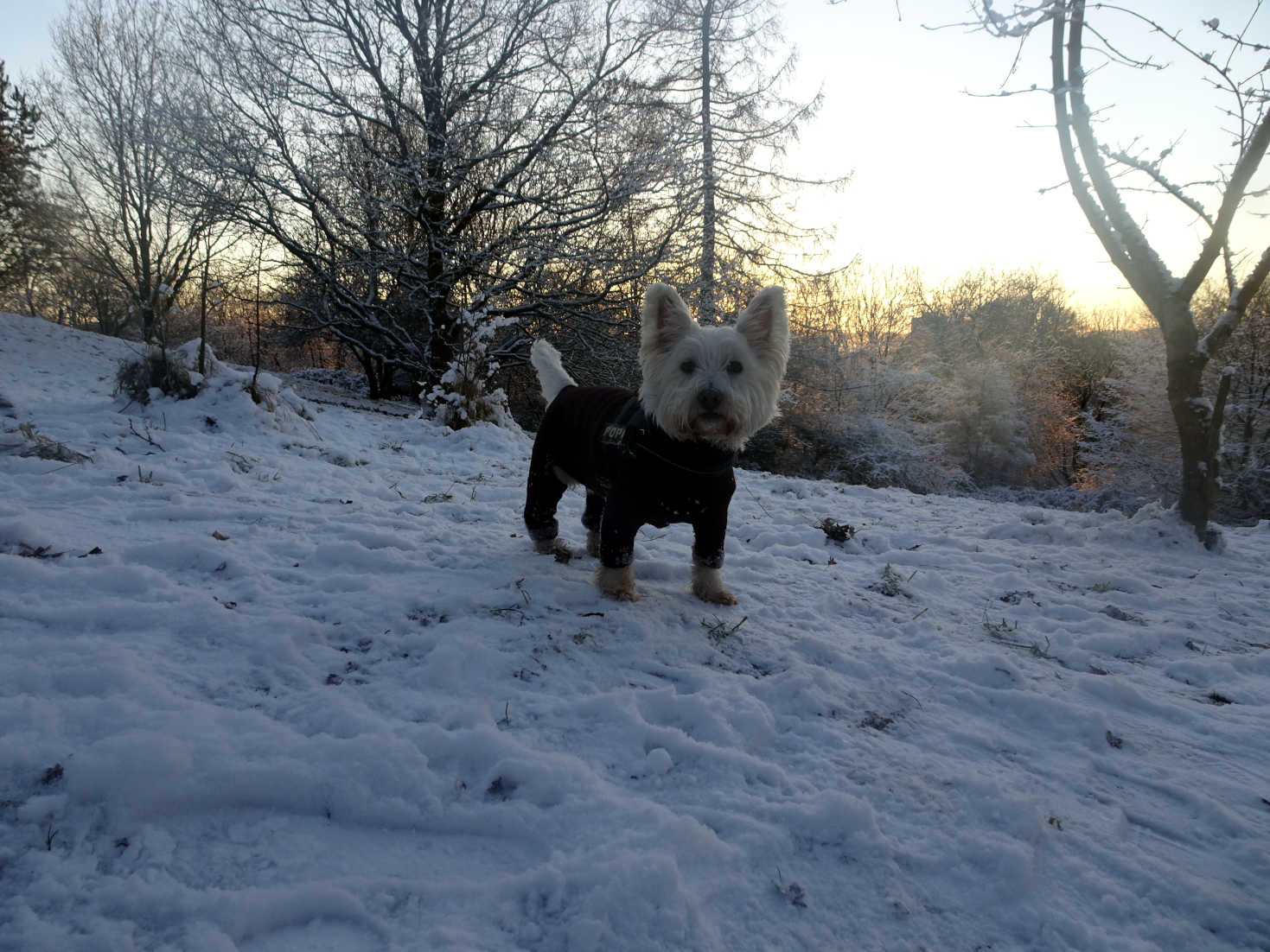 poppy the westie in snowy forrest