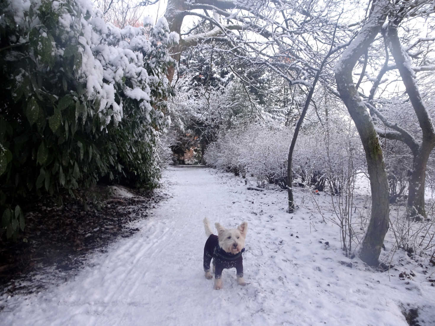 poppy the westie in snowy squirrle ally