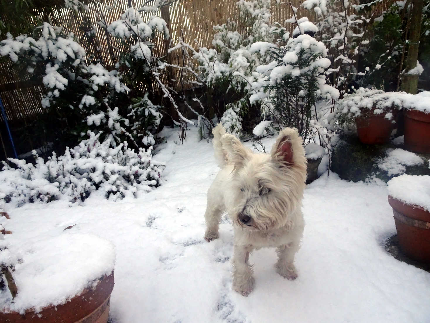 poppy the westie in the back with snow