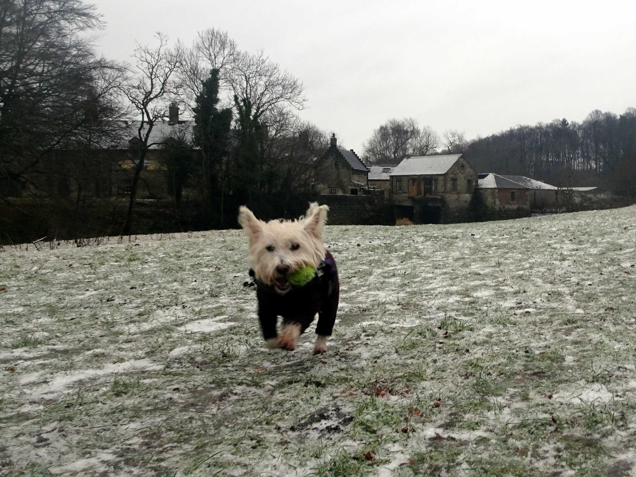 poppy the westie in the beach field