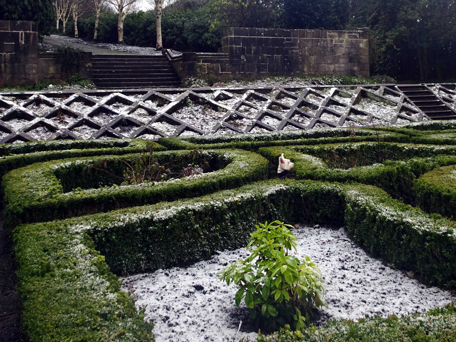 poppy the westie in the maze at pollock house