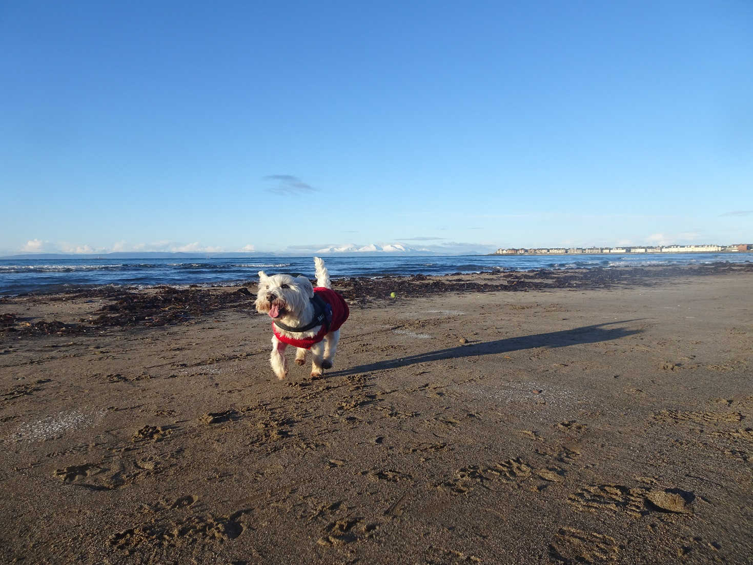 poppy the westie keeping warm on troon beach