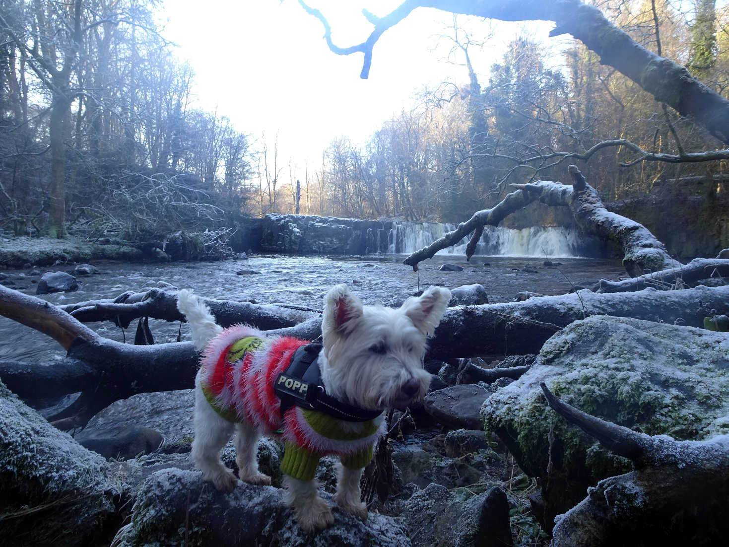 poppy the westie on an icey log in Linn Park