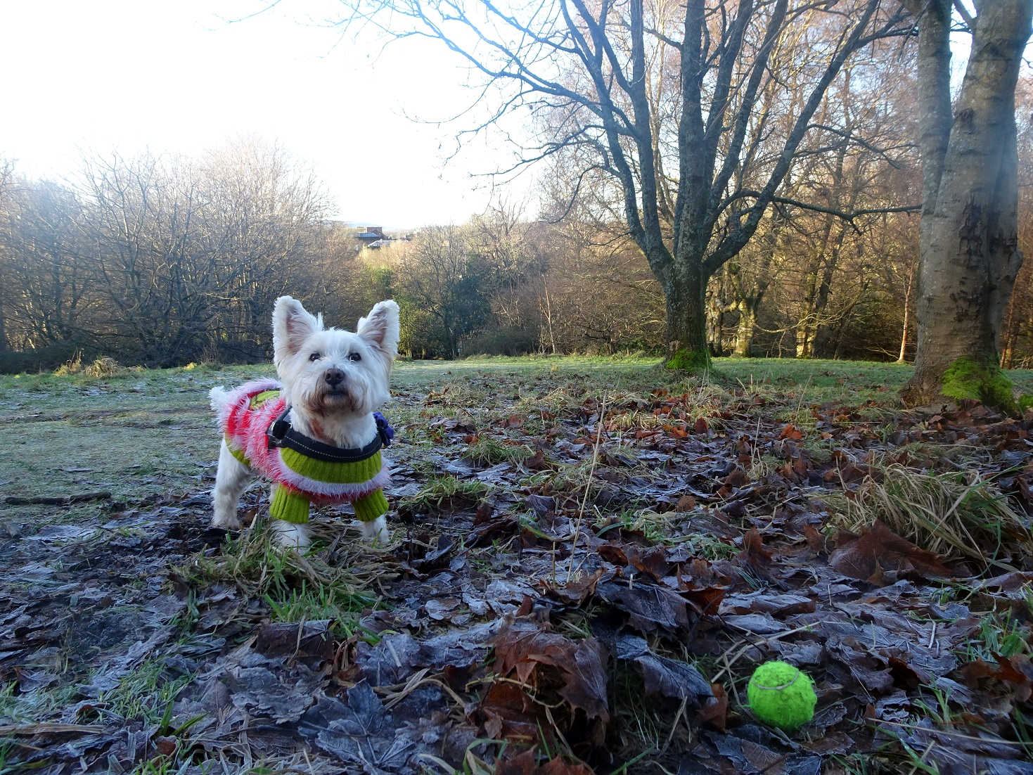 poppy the westie on new years day 2021