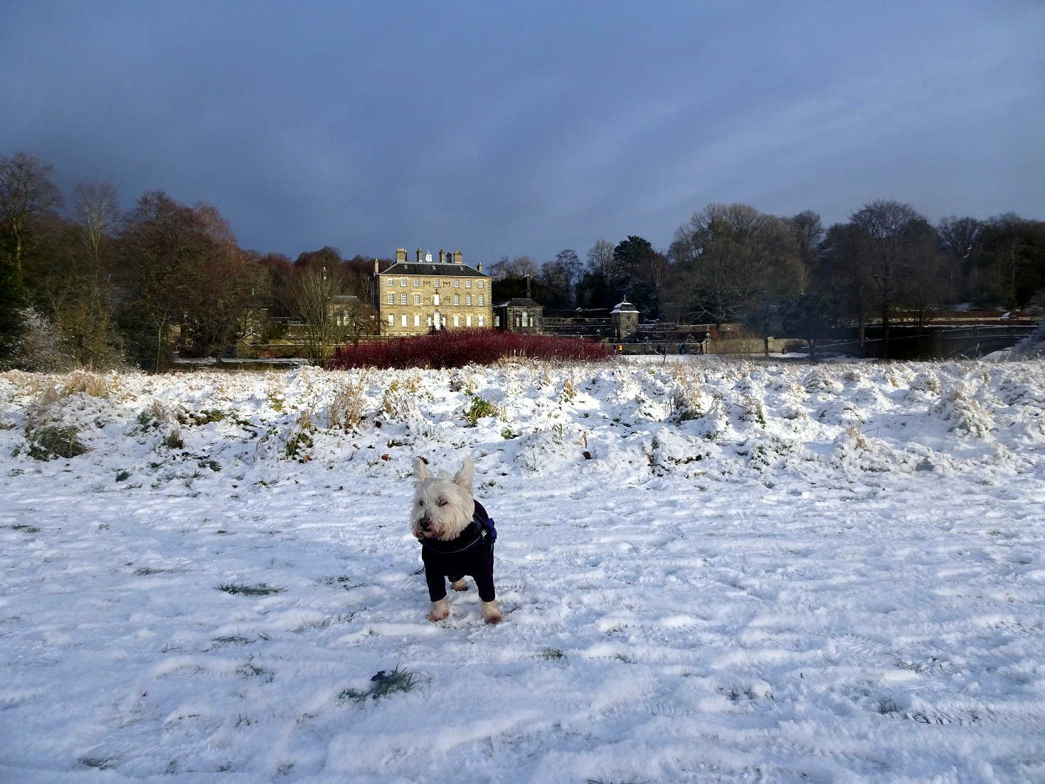 poppy the westie on other bank of pollock house