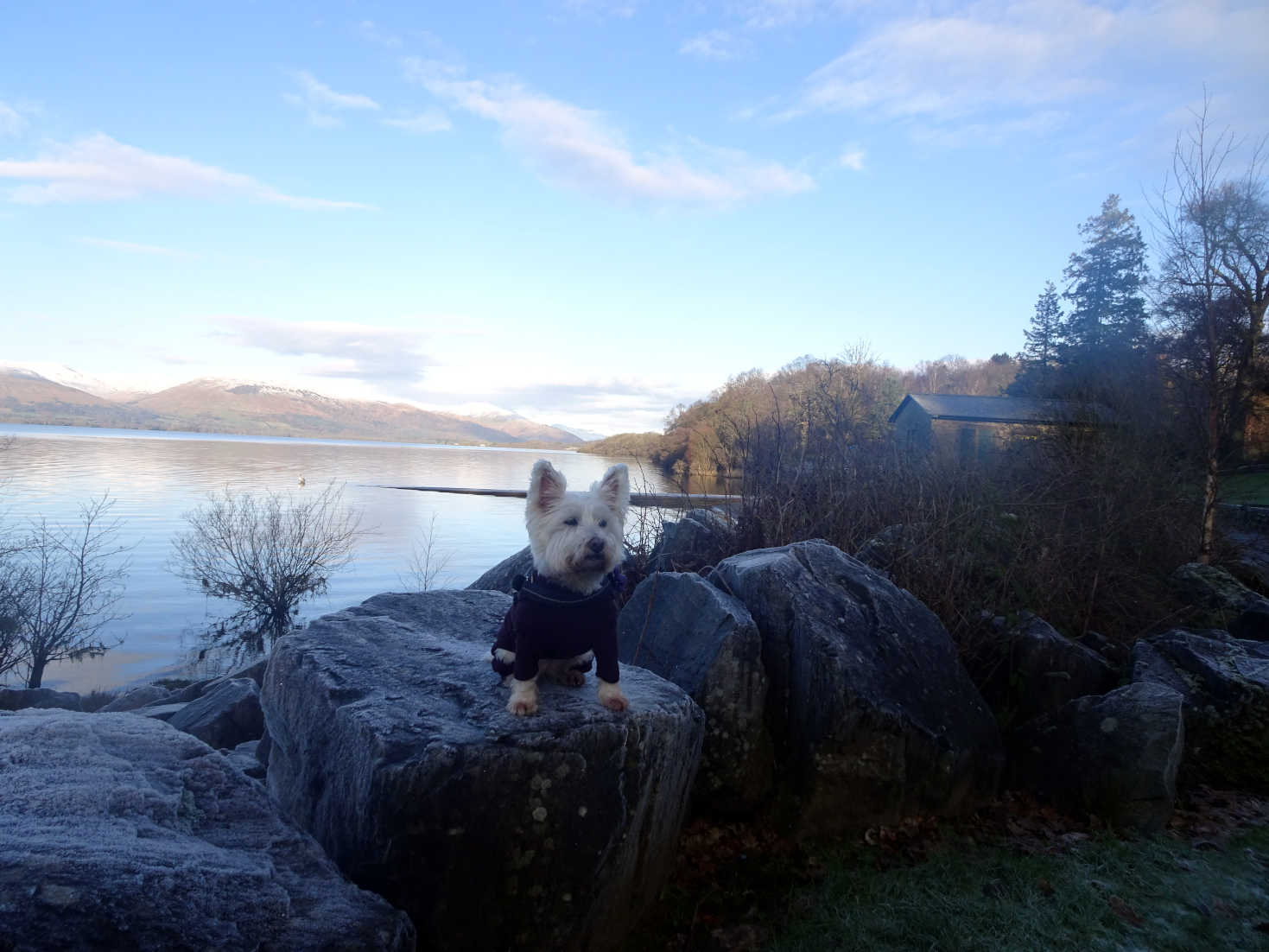 poppy the westie on rock at balloch