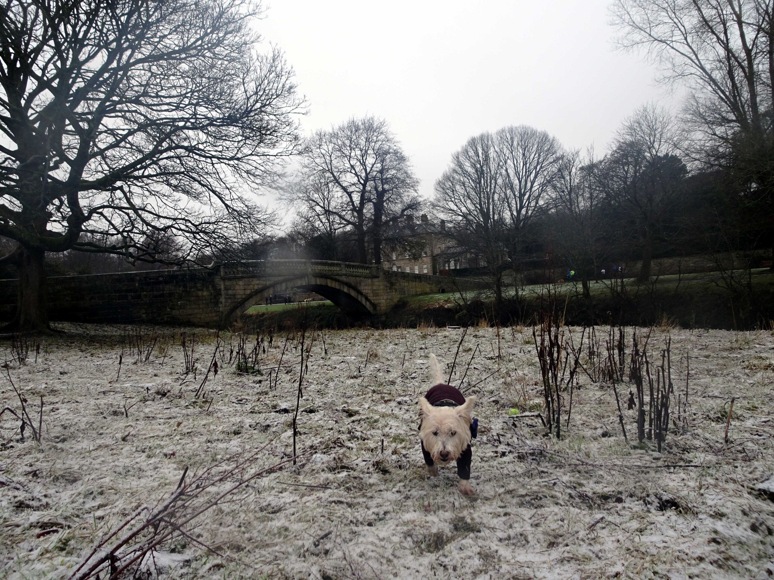 poppy the westie on southside of cart