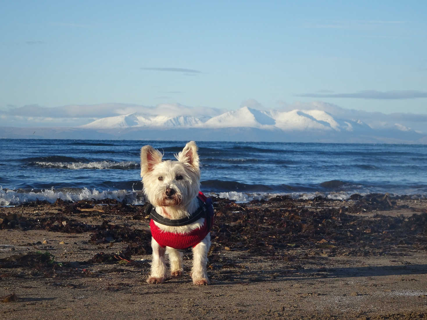 poppy the westie on troon beach with arran in distance