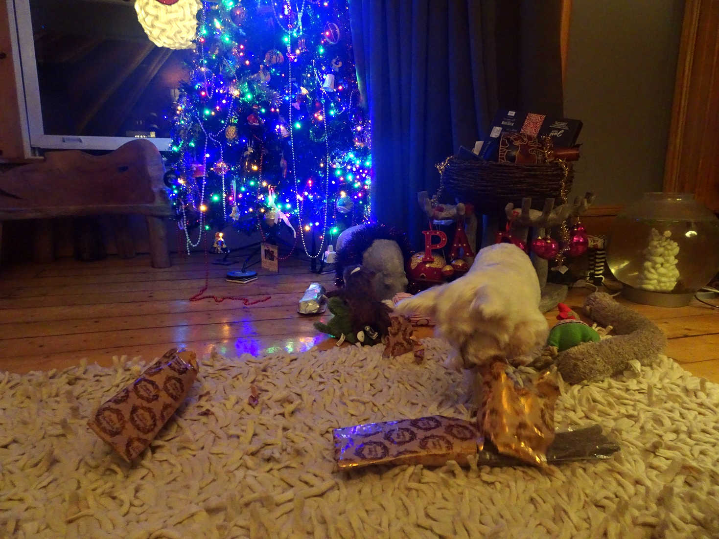 poppy the westie opens presents on neerday 2021