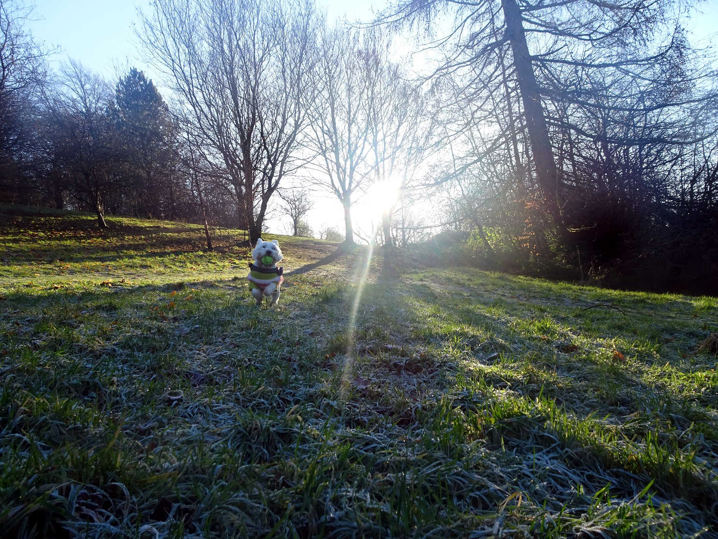 poppy the westie playing ball on neer day 2021