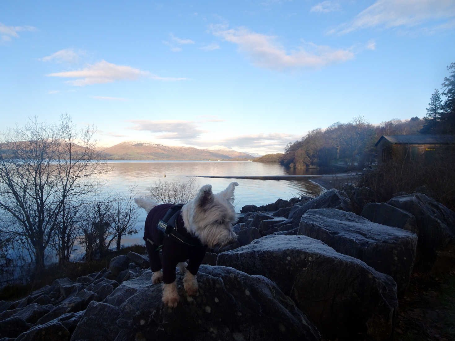 poppy the westie rock climbing at balloch