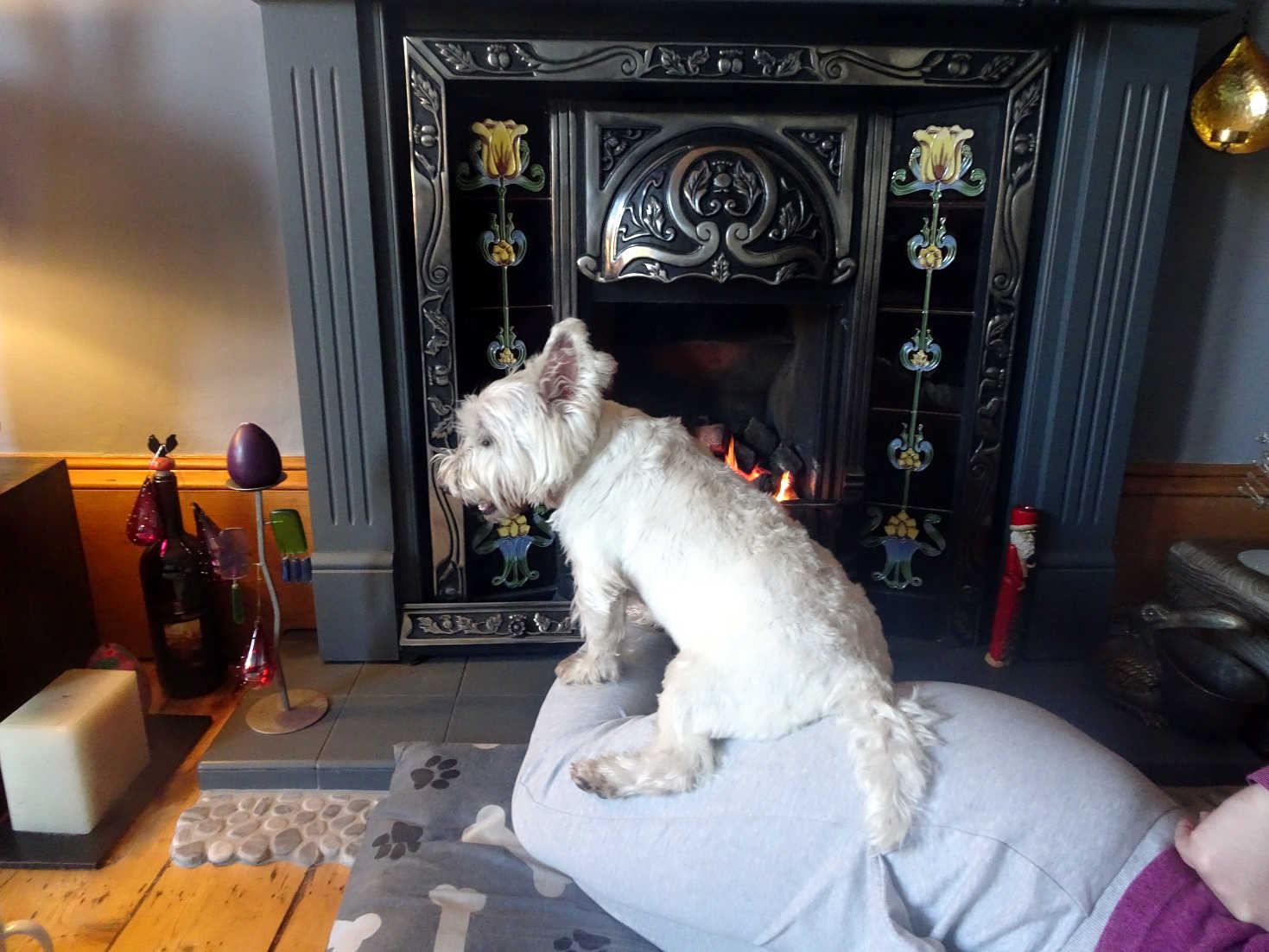 poppy the westie warming up on mum in front of fire