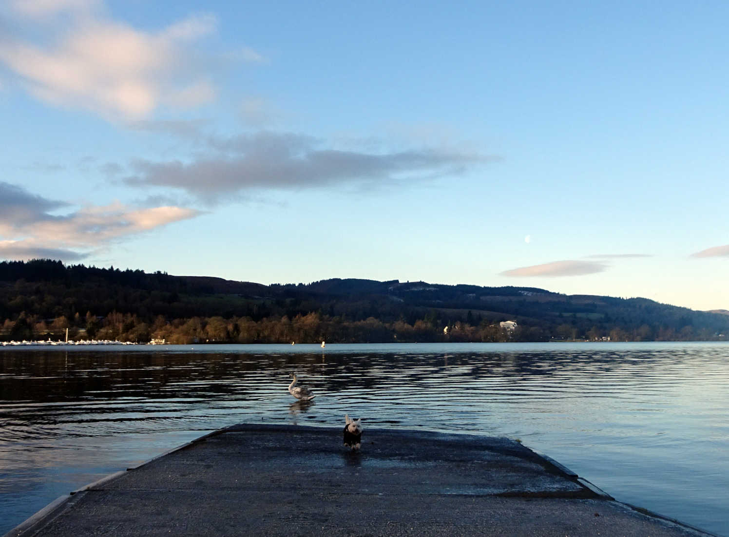 poppy the westie with swan at balloch