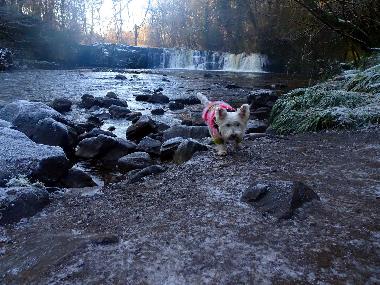 poppy the westie with waterfall in a wintery Linn Park