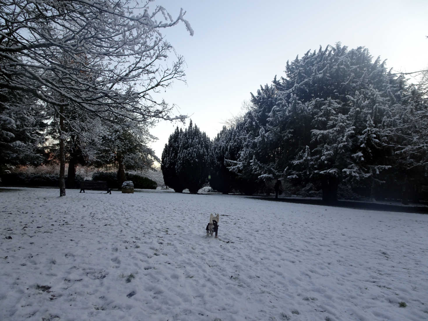 poppysocks hunting in the snow