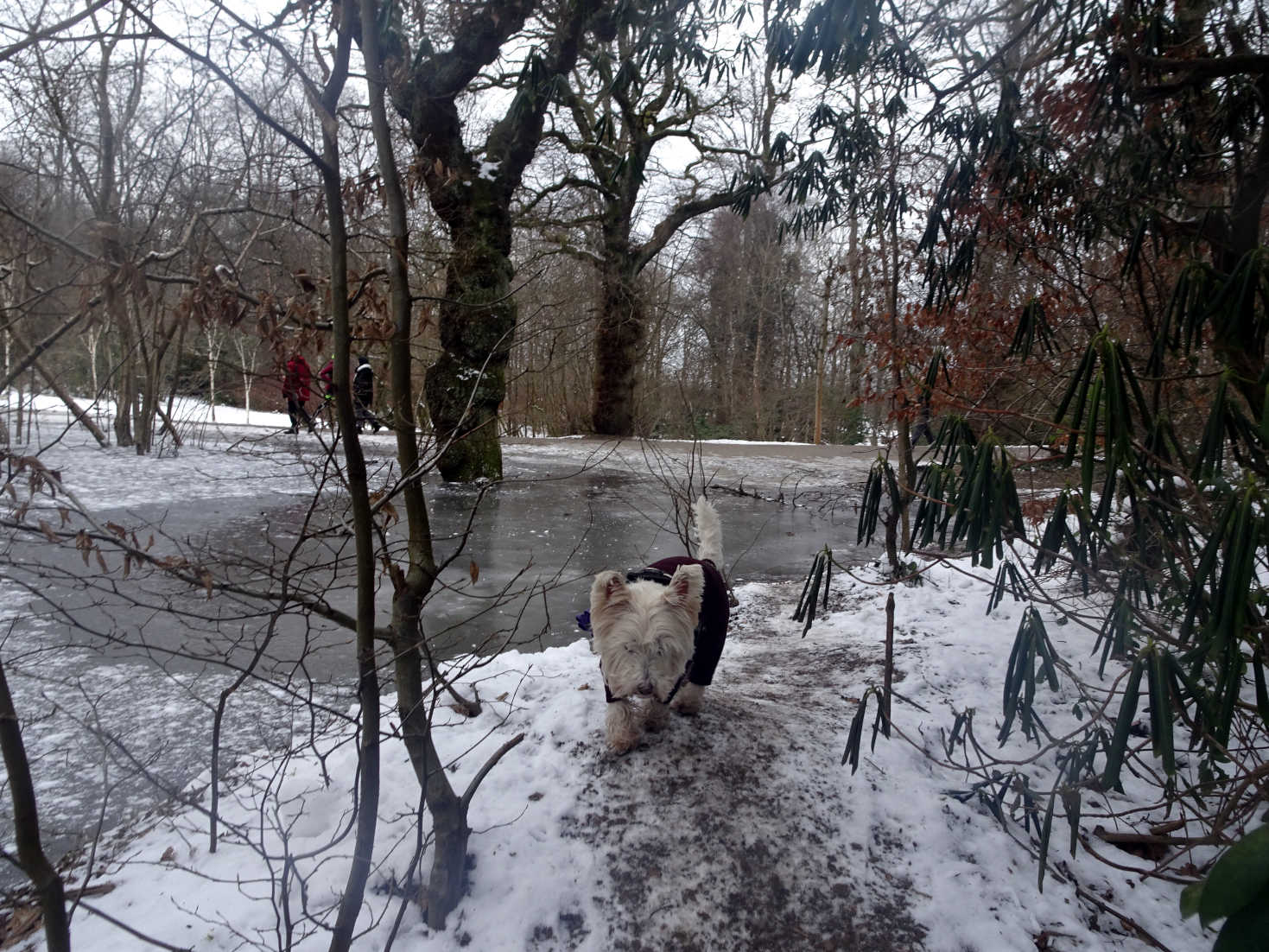 pathfinder poppy the westie in pollock park