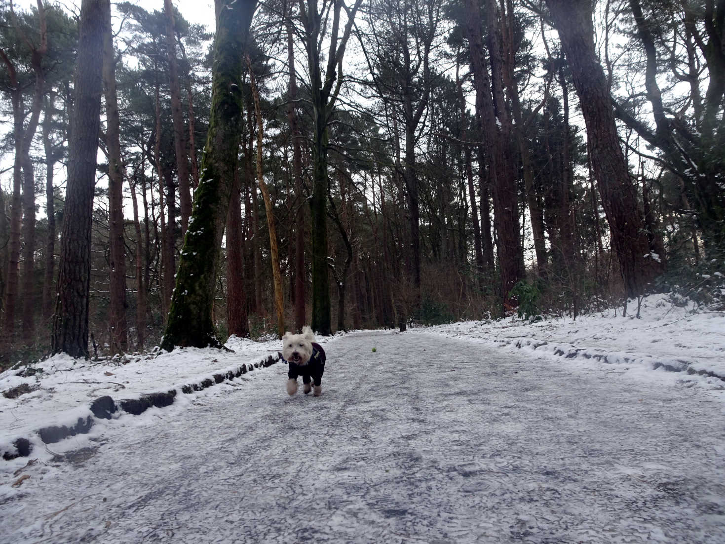 poppy the westie after slip at pollock park