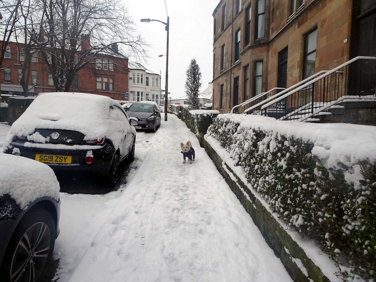 poppy the westie and a snowy walk on cathkin road