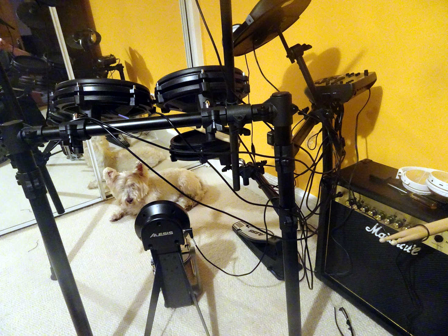 poppy the westie and drum kit