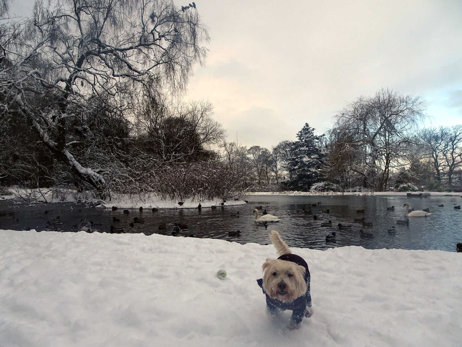 poppy the westie at home park pond in snow