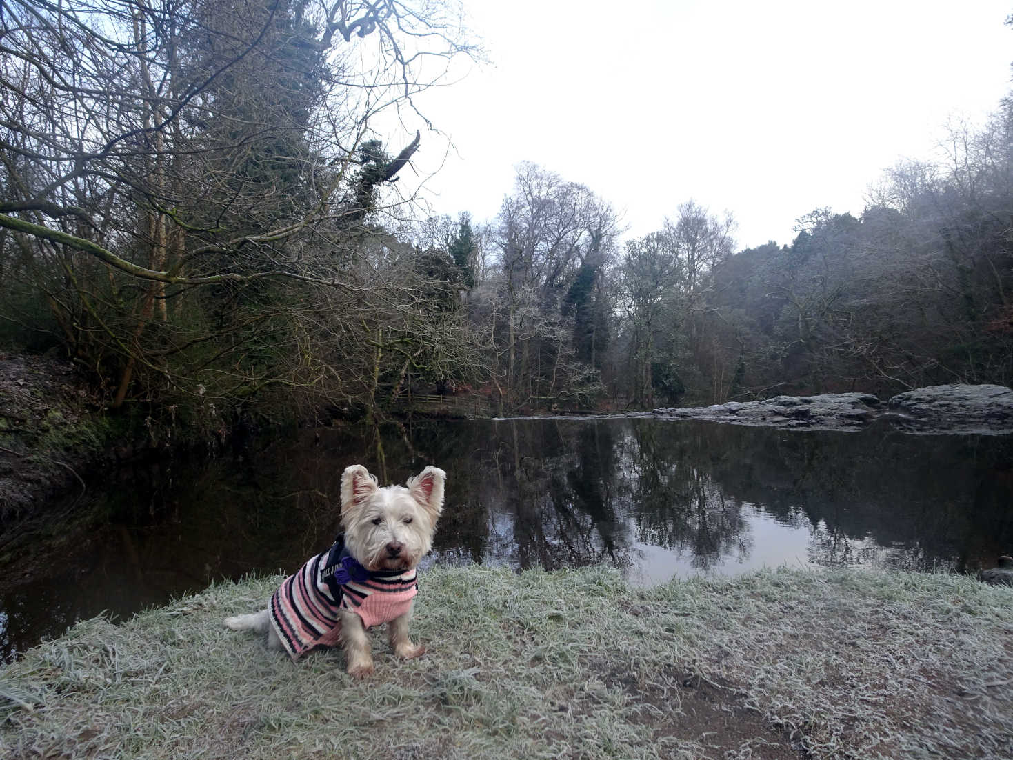 poppy the westie at top of waterfall linn park