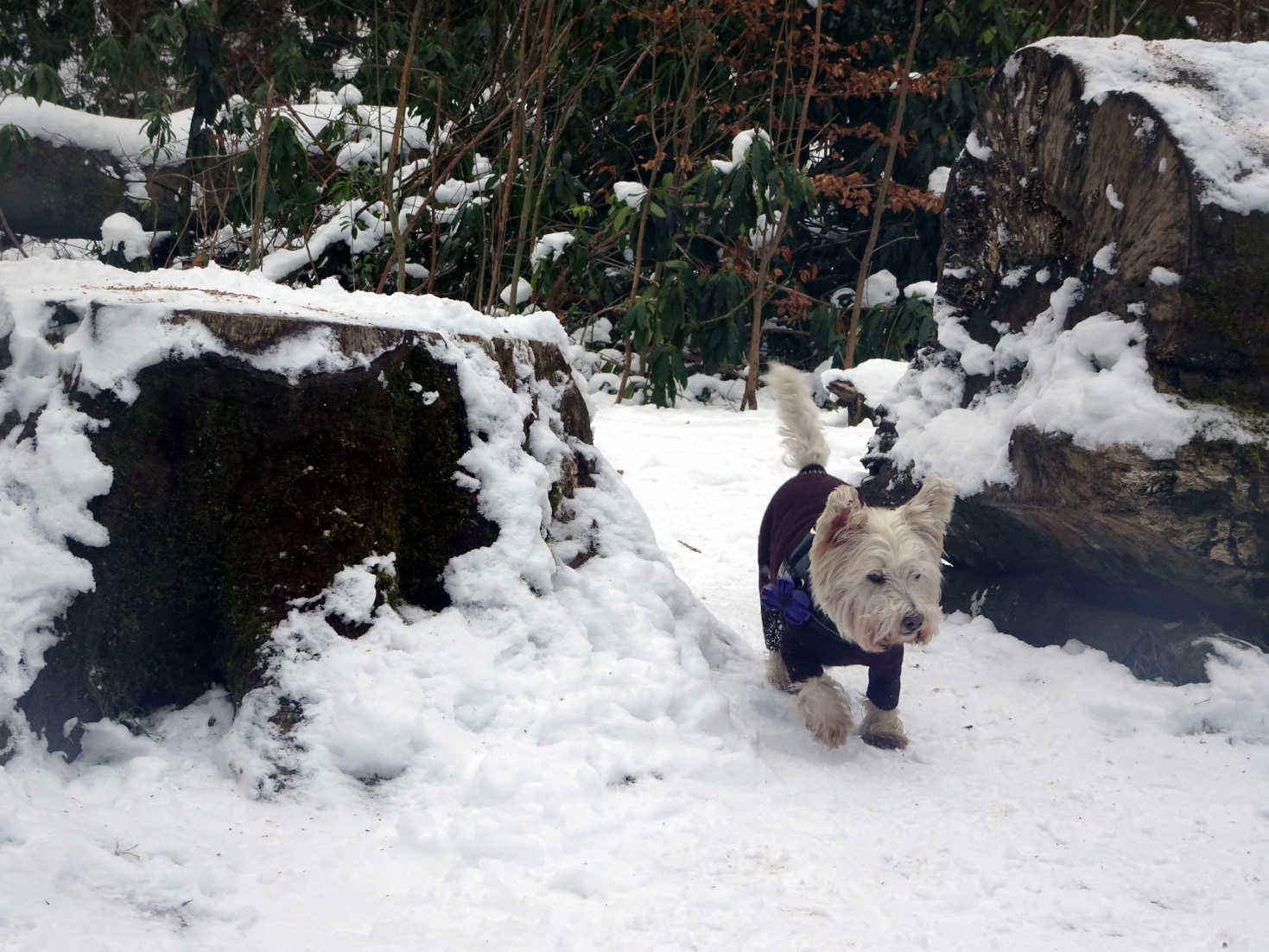 poppy the westie by the bird feeder pollock park