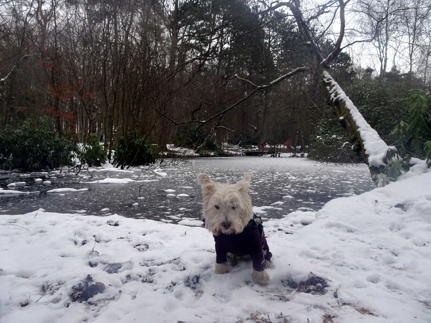 poppy the westie by the pond at pollock park