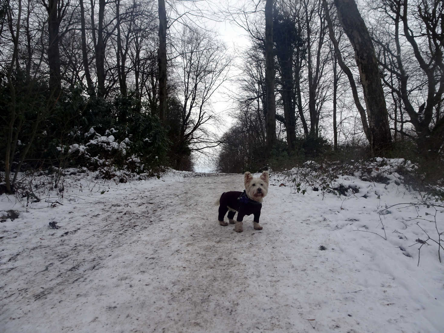 poppy the westie fnd a way home