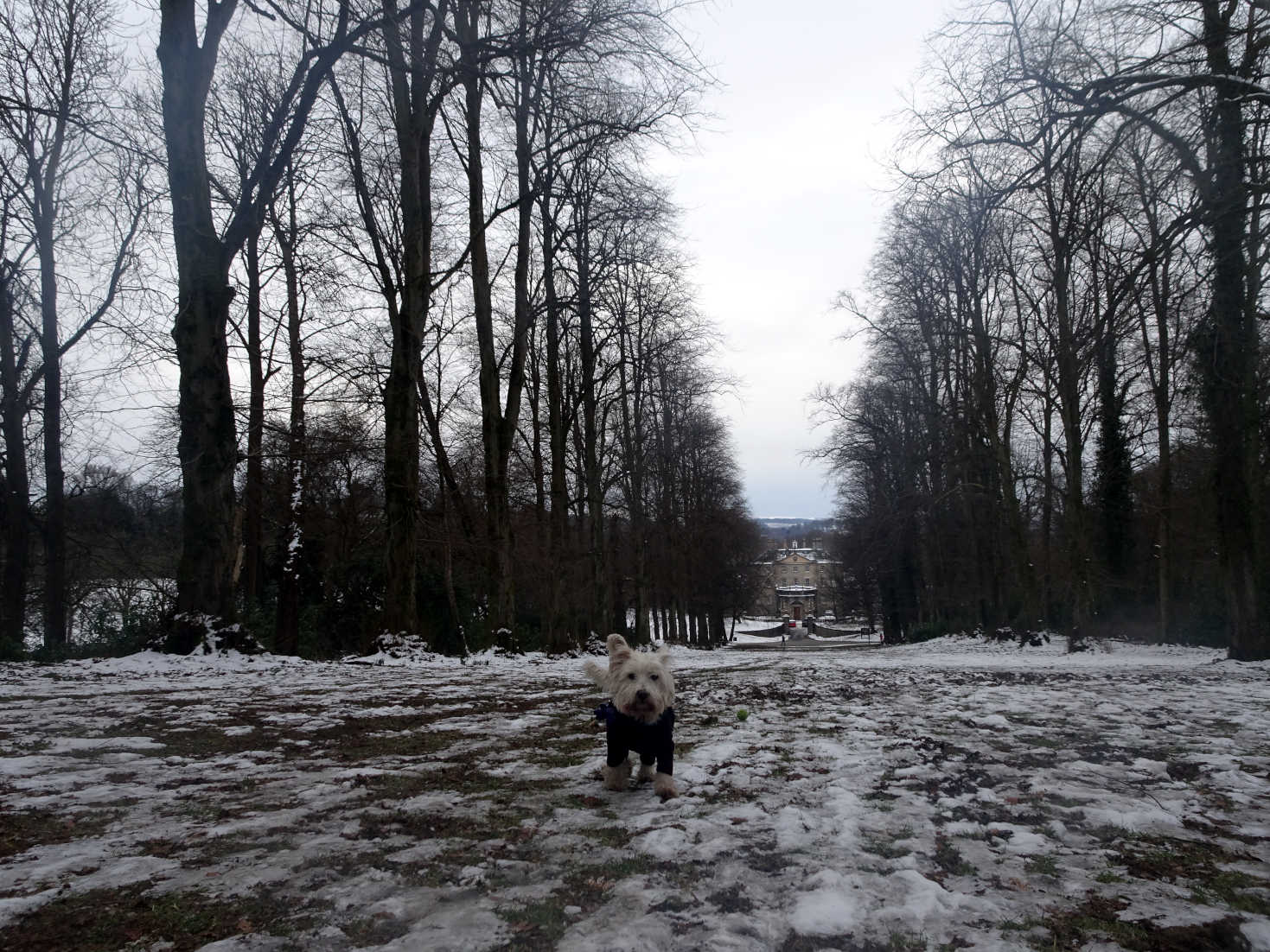 poppy the westie going down to pollock house in snow