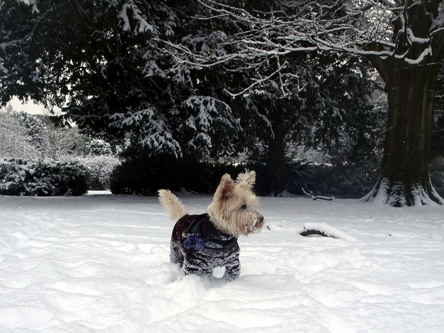 poppy the westie hunting in the snow home park