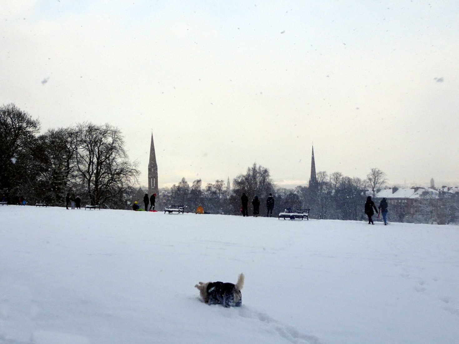 poppy the westie in deep snow home park