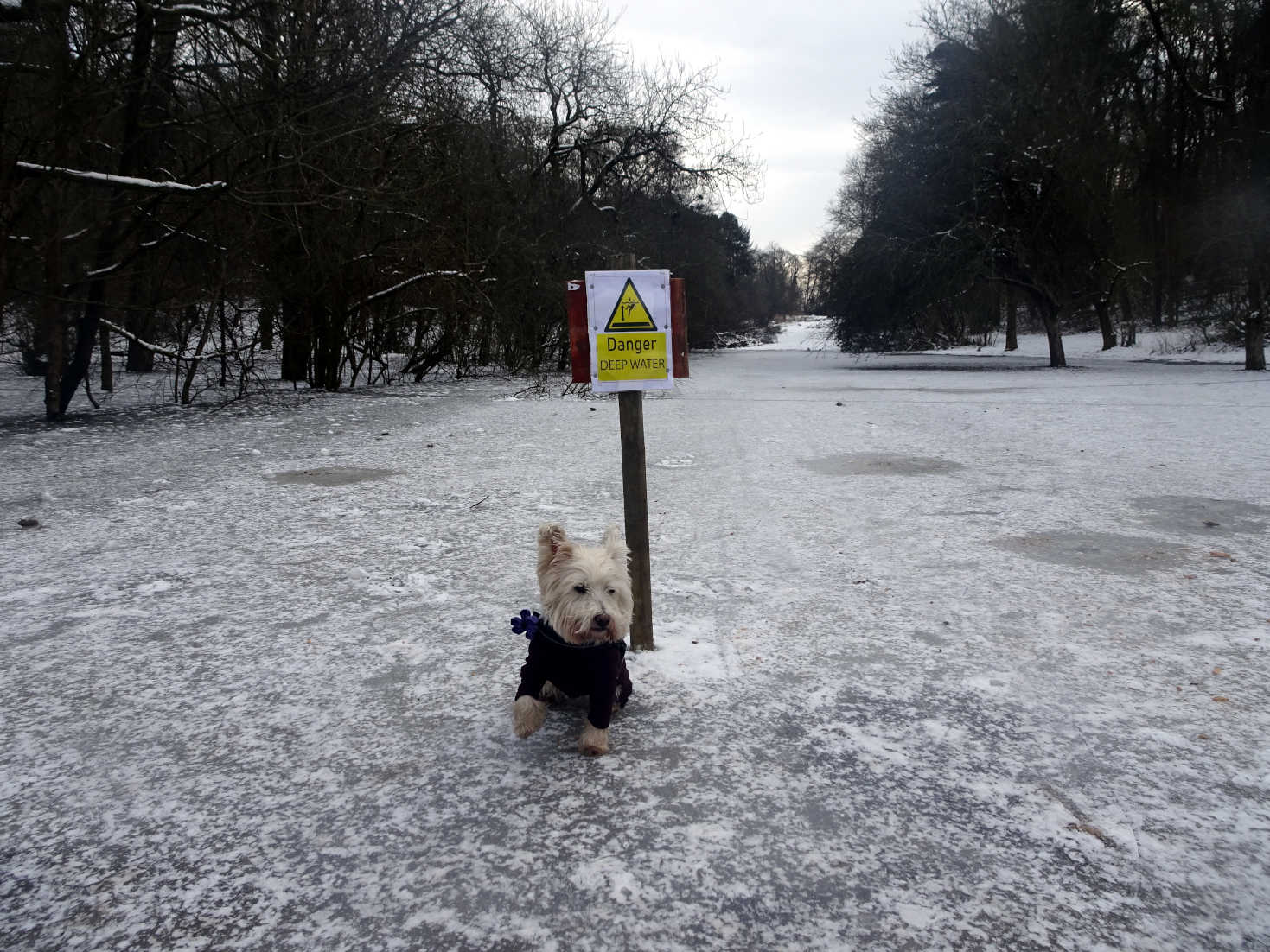 poppy the westie on deap water pollock park