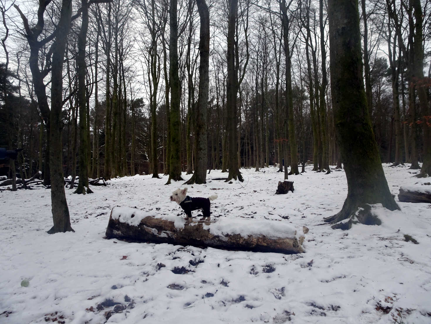 poppy the westie on snowy log pollock park