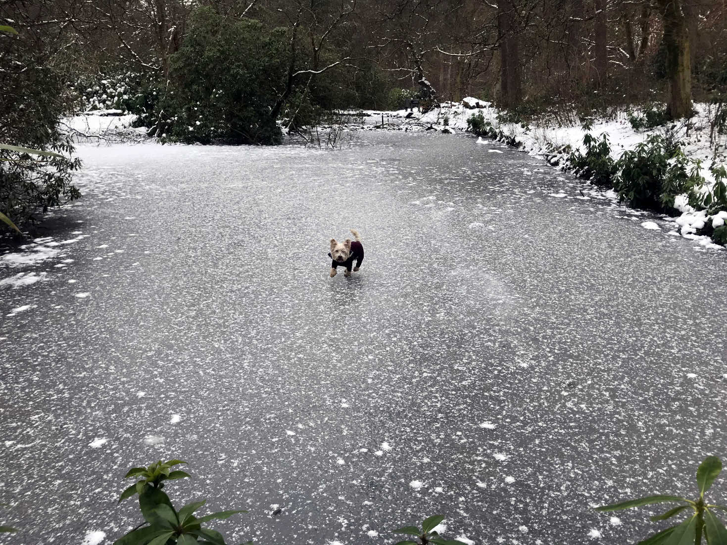 poppy the westie on the fish pond pollock parks