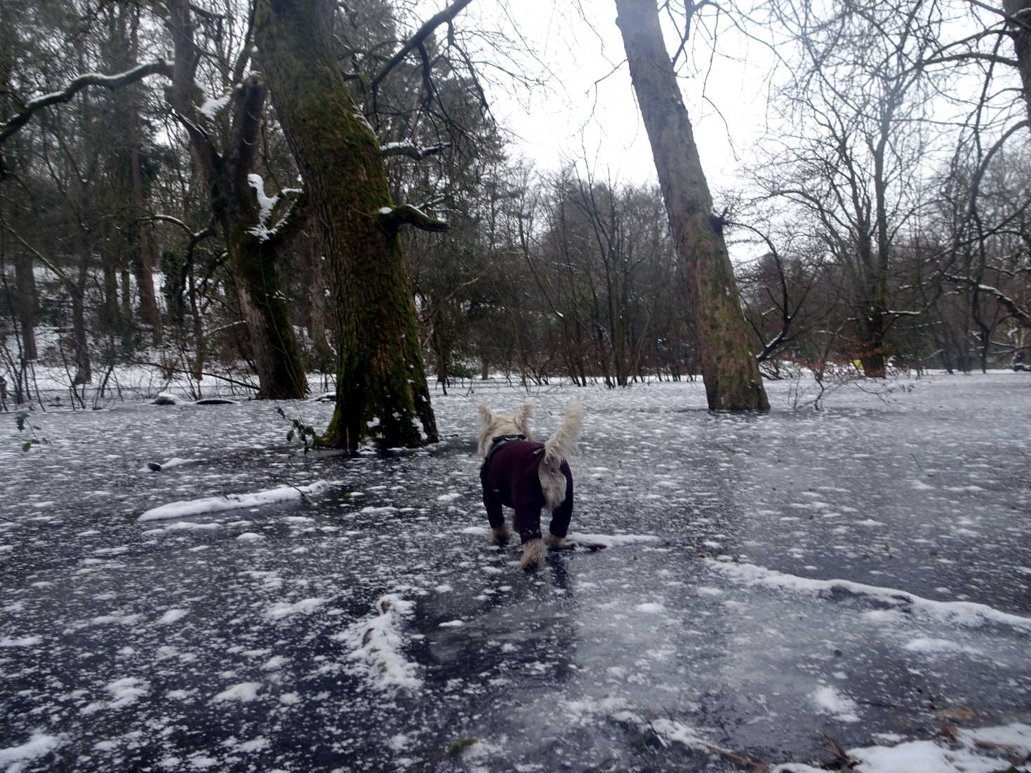 poppy the westie tests the water at pollock park