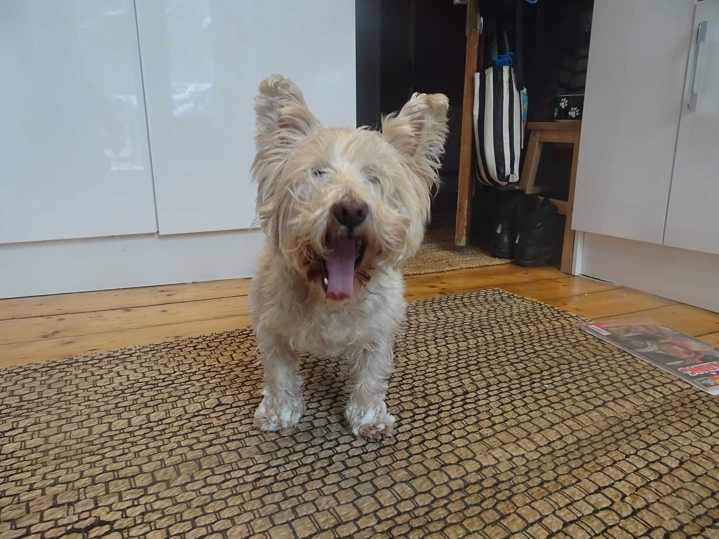 poppy the westie with snow ball paws