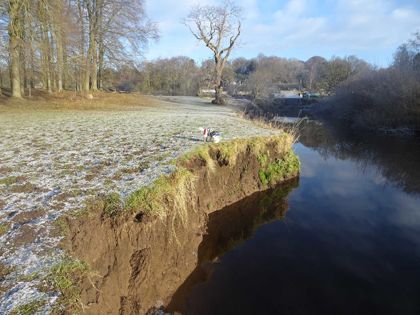 poppy the westie wonders where the ice has gone