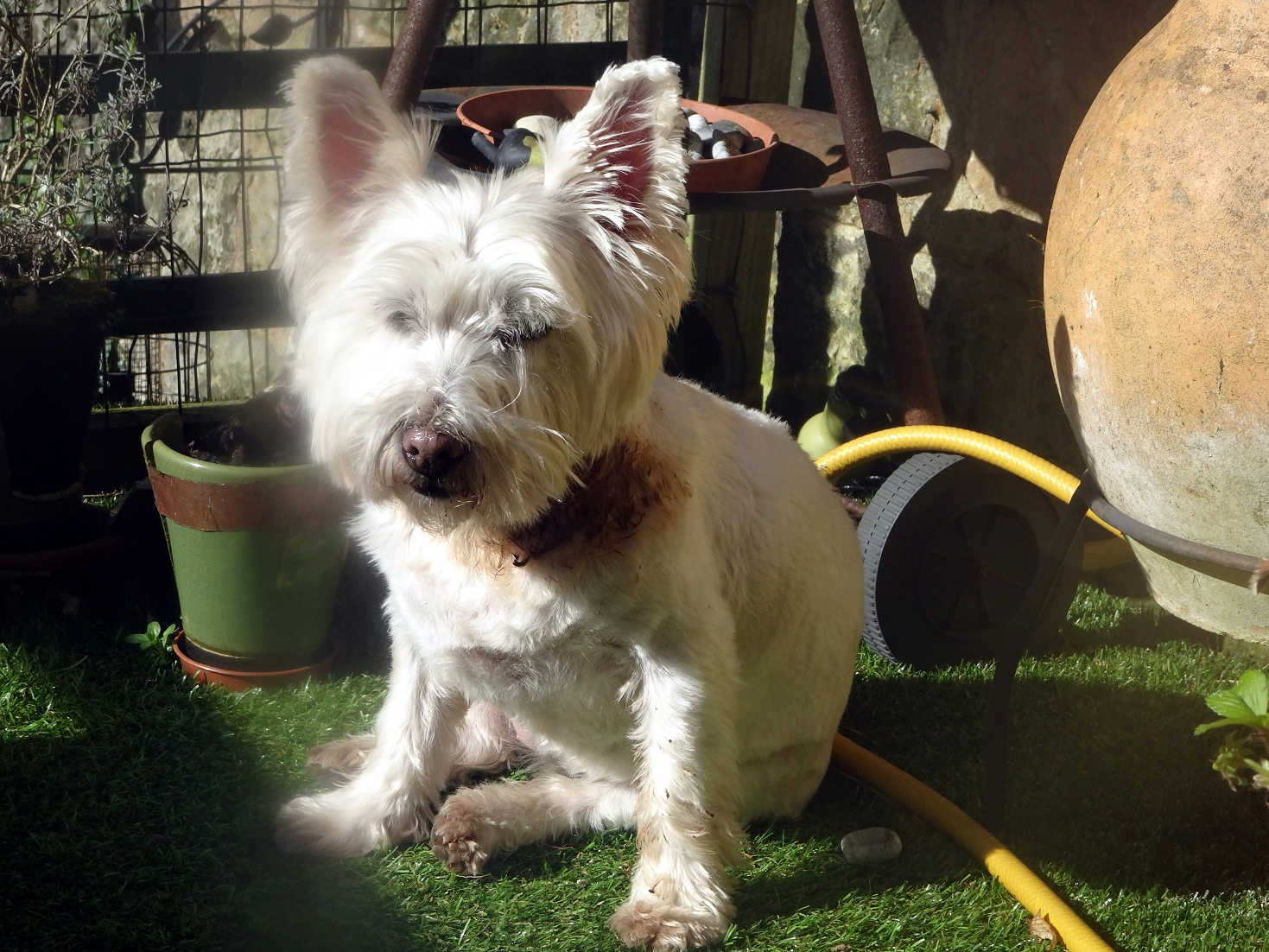 poppy the westie after perfume