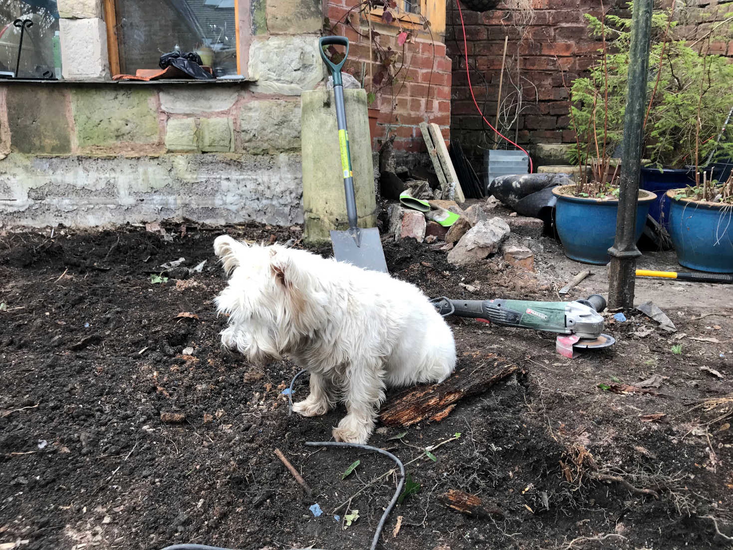 poppy the westie digs a hole