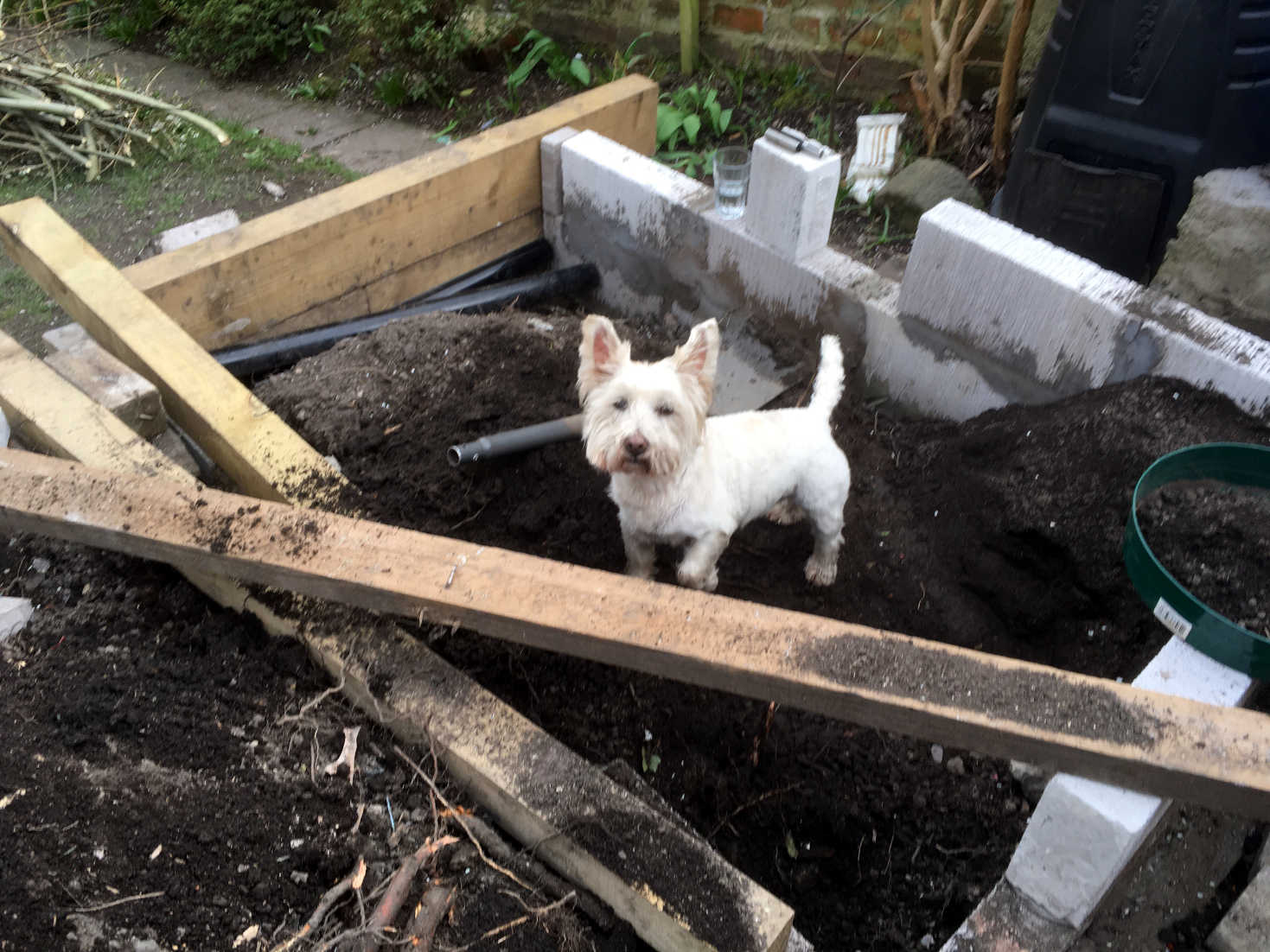 poppy the westie helping dad